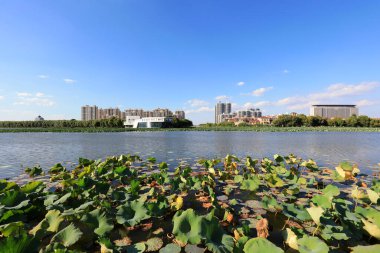Waterfront City Mimarlık, Kuzey Çin