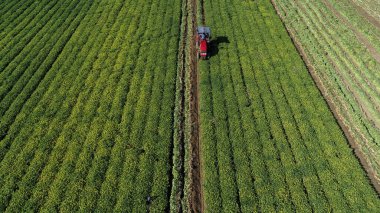 Çiftçiler tarlalarda fıstık toplamak için makineler kullanırlar.