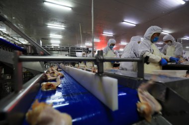 LUANNAN COUNTY, Hebei Eyaleti, Çin - 14 Eylül: İşçiler tavuk segmentasyonunun üretim hattında meşguller