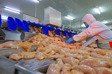 LUANNAN COUNTY, Hebei Eyaleti, Çin - 14 Eylül: İşçiler tavuk segmentasyonunun üretim hattında meşguller