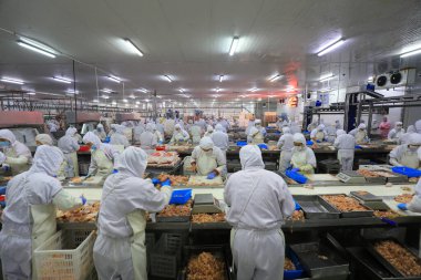 LUANNAN COUNTY, Hebei Eyaleti, Çin - 14 Eylül: İşçiler tavuk segmentasyonunun üretim hattında meşguller