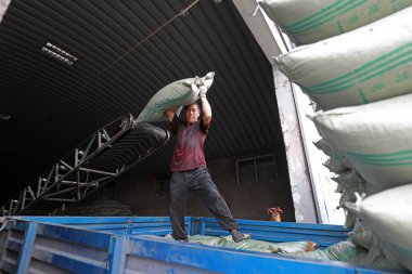 LUANNAN COUNTY, Hebei Eyaleti, Çin - 14 Eylül 2020: İşçiler taşıyıcı bantla beslemeyi fabrikada taşıdılar