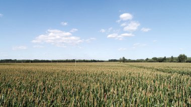 Kuzey Çin Ovası 'ndaki tarlada mısır, hava fotoğrafları.