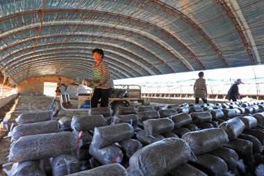 LUANNAN COUNTY, Hebei Eyaleti, Çin - 18 Eylül 2020: Çiftçiler seraya mantar çubukları koyuyorlar