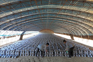 LUANNAN COUNTY, Hebei Eyaleti, Çin - 18 Eylül 2020: Çiftçiler seraya mantar çubukları koyuyorlar