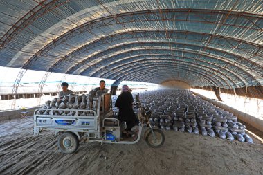 LUANNAN COUNTY, Hebei Eyaleti, Çin - 18 Eylül 2020: Çiftçiler seraya mantar çubukları koyuyorlar