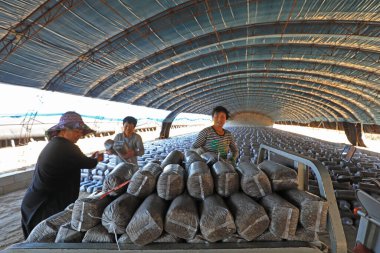 LUANNAN COUNTY, Hebei Eyaleti, Çin - 18 Eylül 2020: Çiftçiler seraya mantar çubukları koyuyorlar