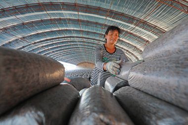 LUANNAN COUNTY, Hebei Eyaleti, Çin - 18 Eylül 2020: Çiftçiler seraya mantar çubukları koyuyorlar