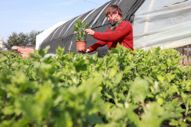 LUANNAN COUNTY, Hebei Eyaleti, Çin - 21 Eylül 2020: Bahçıvan Kuzey Çin 'deki bahçedeki kasımpatı büyümesini kontrol ediyor