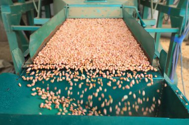 Fıstıklar Kuzey Çin 'deki taşıma bandında.