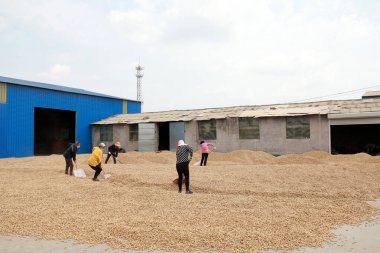 LUANNAN COUNTY, Hebei Eyaleti, Çin - 23 Eylül 2020: çiftçiler bahçede fıstık kurutuyorlardı