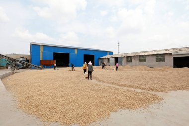 LUANNAN COUNTY, Hebei Eyaleti, Çin - 23 Eylül 2020: çiftçiler bahçede fıstık kurutuyorlardı