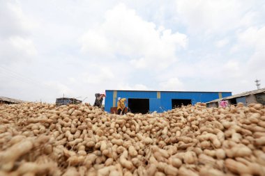 LUANNAN COUNTY, Hebei Eyaleti, Çin - 23 Eylül 2020: çiftçiler bahçede fıstık kurutuyorlardı