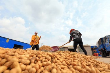 LUANNAN COUNTY, Hebei Eyaleti, Çin - 23 Eylül 2020: çiftçiler bahçede fıstık kurutuyorlardı