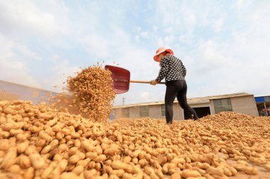 LUANNAN COUNTY, Hebei Eyaleti, Çin - 23 Eylül 2020: çiftçiler bahçede fıstık kurutuyorlardı