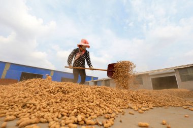 LUANNAN COUNTY, Hebei Eyaleti, Çin - 23 Eylül 2020: çiftçiler bahçede fıstık kurutuyorlardı