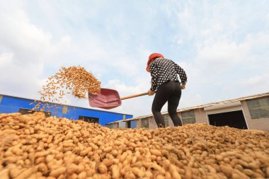 LUANNAN COUNTY, Hebei Eyaleti, Çin - 23 Eylül 2020: çiftçiler bahçede fıstık kurutuyorlardı