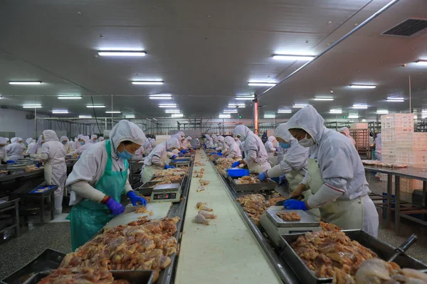 LUANNAN COUNTY, Hebei Eyaleti, Çin - 14 Eylül: İşçiler tavuk segmentasyonunun üretim hattında meşguller