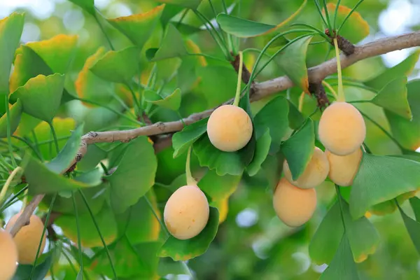 The ripe ginkgo fruit is on the tree, North China