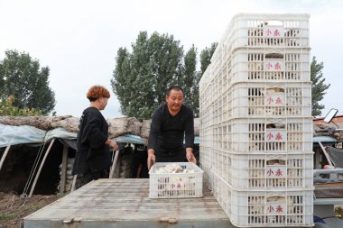 LUANNAN COUNTY, Hebei Eyaleti, Çin - 29 Eylül 2020: Çiftçiler Kuzey Çin 'deki seralarda taze mantar toplayıp yüklüyorlar