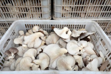 Beyaz plastik sepette yenilebilir mantarlar, Kuzey Çin