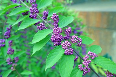 Callicarpa, Pekin, Çin 'deki botanik bahçesinde bir Verbenaceae bitkisi.