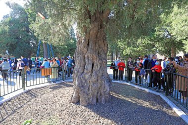 Pekin, Çin - 5 Ekim 2020: Cennetin Tapınağı Parkı, Pekin 'de Ağaç Çağı 620' nin ardıcı