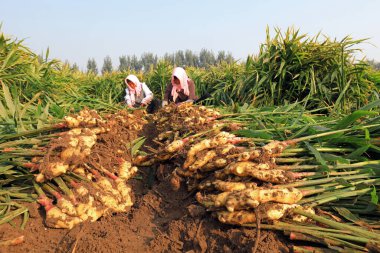 LUANNAN COUNTY, Çin - 10 Ekim 2020: çiftçiler tarlalarında zencefil hasat ediyorlar, LUANNAN COUNTY, Hebei Eyaleti, Çin
