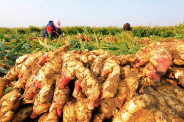 LUANNAN COUNTY, Çin - 10 Ekim 2020: çiftçiler tarlalarında zencefil hasat ediyorlar, LUANNAN COUNTY, Hebei Eyaleti, Çin