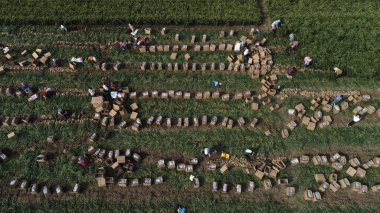 LUANNAN COUNTY, Çin - 10 Ekim 2020: çiftçiler tarlalarında zencefil hasat ediyorlar, LUANNAN COUNTY, Hebei Eyaleti, Çin