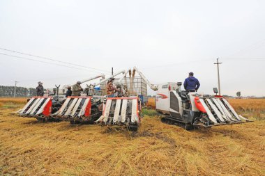 LUANNAN COUNTY, Hebei Eyaleti, Çin - 11 Ekim 2020: çiftçiler Kuzey Çin Ovası 'nda pirinç hasadı için hasat sürerler