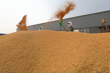 LUANNAN COUNTY, Hebei Eyaleti, Çin - 11 Ekim 2020: Çiftçiler Kuzey Çin Ovası 'nda pirinç çeviriyor ve kurutuyorlar