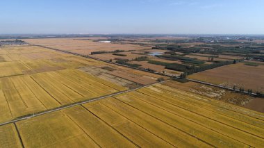 Kuzey Çin Ovası 'ndaki pirinç tarlalarının hava fotoğrafları.