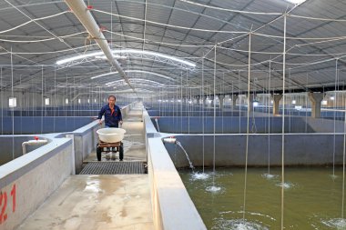 LUANNAN COUNTY, Hebei Eyaleti, Çin - 15 Ekim 2020: İşçiler fabrika çiftliğinde çalışıyor