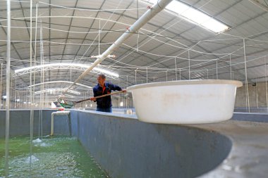 LUANNAN COUNTY, Hebei Eyaleti, Çin - 15 Ekim 2020: İşçiler fabrika çiftliğinde çalışıyor