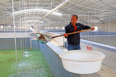 LUANNAN COUNTY, Hebei Eyaleti, Çin - 15 Ekim 2020: İşçiler fabrika çiftliğinde çalışıyor