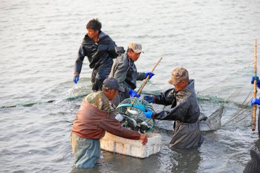 LUANNAN COUNTY, Hebei Eyaleti, Çin - 15 Ekim 2020: İşçiler Kuzey Çin 'deki göletlerde balık ağı kuruyorlar