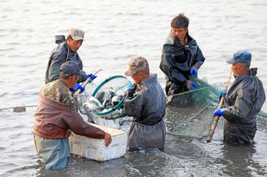 LUANNAN COUNTY, Hebei Eyaleti, Çin - 15 Ekim 2020: İşçiler Kuzey Çin 'deki göletlerde balık ağı kuruyorlar