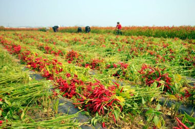 Çiftçiler Kuzey Çin 'deki tarlalarda elle biber topluyor.