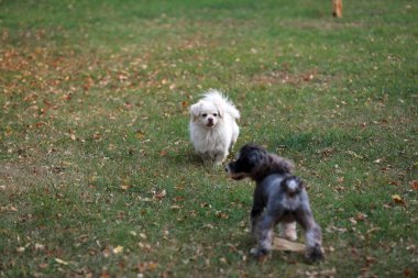 Evcil köpek parkta oynuyor.