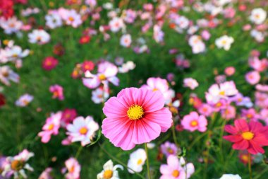 Parktaki çete çiçekleri, Çin