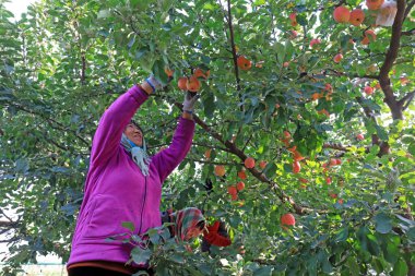 LUANNAN COUNTY, Çin - 26 Ekim 2020: çiftçiler LUANNAN COUNTY, Hebei Eyaleti, Çin 'de bir meyve bahçesinde kırmızı Fuji elmaları hasat ediyorlar.