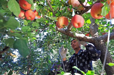 LUANNAN COUNTY, Çin - 28 Ekim 2020: çiftçiler bir meyve bahçesinde kırmızı Fuji elmaları hasat ediyor, LUANNAN COUNTY, Hebei Eyaleti, Çin