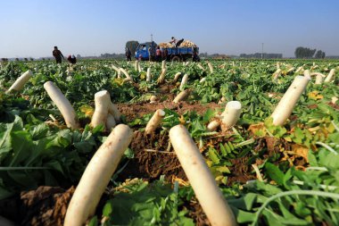 LUANNAN COUNTY, Çin - 30 Ekim 2020: çiftçiler çiftliklerinde beyaz turp hasat ediyorlar, LUANNAN COUNTY, Hebei Eyaleti, Çin