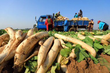 LUANNAN COUNTY, Çin - 30 Ekim 2020: çiftçiler çiftliklerinde beyaz turp hasat ediyorlar, LUANNAN COUNTY, Hebei Eyaleti, Çin