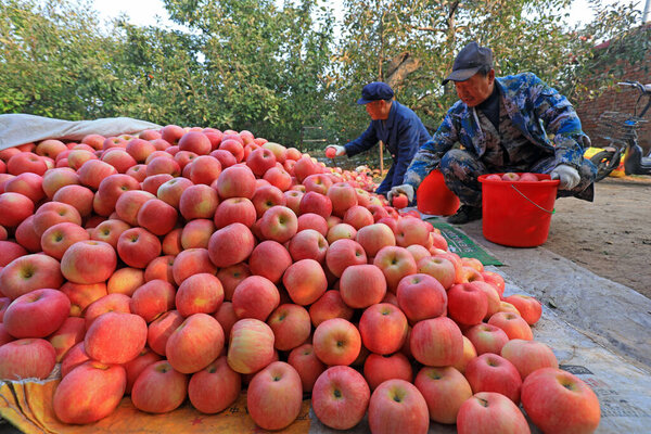 ЛУАННАНСКАЯ СТРАНА, Китай - 26 октября 2020 года: фермеры сортируют яблоки красного фудзи в саду, ЛУАННАНСКАЯ СТРАНА, провинция Хэбэй, Китай