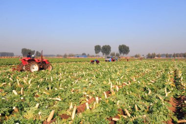 LUANNAN COUNTY, Çin - 30 Ekim 2020: çiftçiler çiftliklerinde beyaz turp hasat ediyorlar, LUANNAN COUNTY, Hebei Eyaleti, Chin,