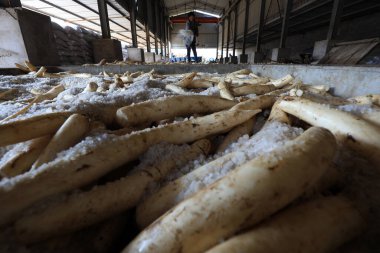 LUANNAN COUNTY, Çin - 30 Ekim 2020: Çiftçi LUANNAN COUNTY, Hebei Eyaleti, Çin 'deki bir atölyede beyaz turp turşusu turşusu kuruyor