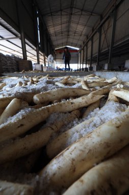 LUANNAN COUNTY, Çin - 30 Ekim 2020: Çiftçi LUANNAN COUNTY, Hebei Eyaleti, Çin 'deki bir atölyede beyaz turp turşusu turşusu kuruyor