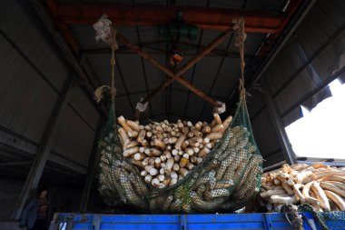 LUANNAN COUNTY, Çin - 30 Ekim 2020: Çiftçi LUANNAN COUNTY, Hebei Eyaleti, Çin 'deki bir atölyede beyaz turp turşusu turşusu kuruyor